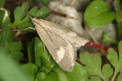 Udea alpinalis