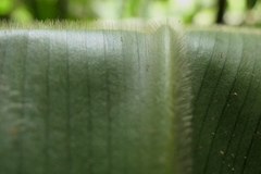 Costus sepacuitensis