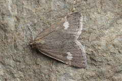 Udea alpinalis