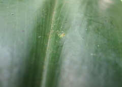 Costus sepacuitensis