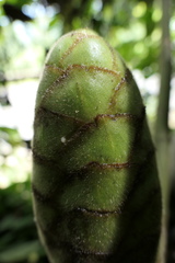 Costus sepacuitensis