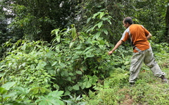 Costus sepacuitensis