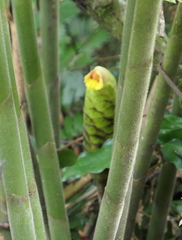 Costus sepacuitensis