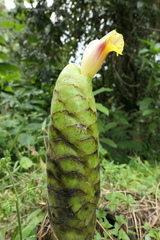 Costus sepacuitensis