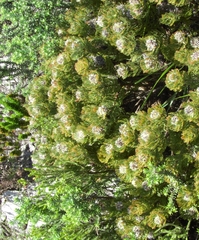 Serruria glomerata × villosa
