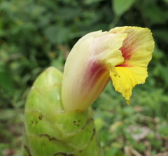 Costus sepacuitensis