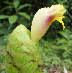 Costus sepacuitensis