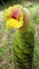 Costus sepacuitensis