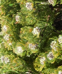 Serruria glomerata × villosa