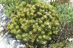 Serruria glomerata × villosa
