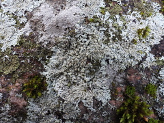Physcia subalbinea
