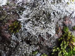 Physcia subalbinea