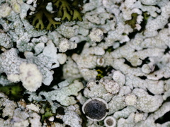 Physcia subalbinea