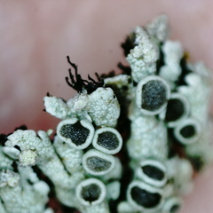 Physcia subalbinea