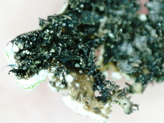 Physcia subalbinea