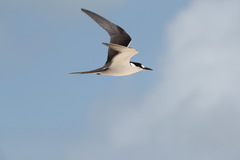 Onychoprion fuscatus