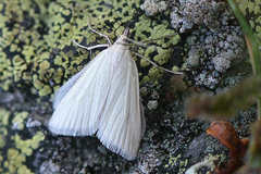 Udea rhododendronalis