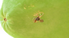 Trachelas volutus