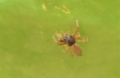 Trachelas volutus