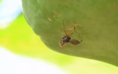 Trachelas volutus