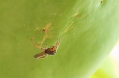 Trachelas volutus