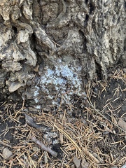 Trapelia placodioides