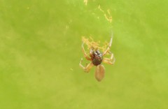 Trachelas volutus