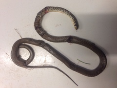 Hierophis viridiflavus carbonarius