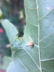 Caryomyia ansericollum