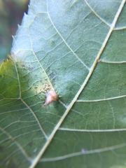 Caryomyia ansericollum