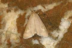 Udea uliginosalis