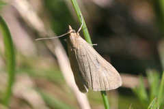 Udea uliginosalis
