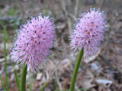 Helonias bullata