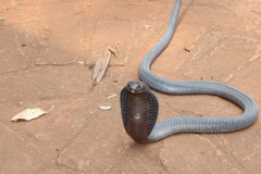 Naja annulifera