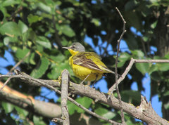 Motacilla flava beema