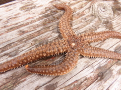 Stylasterias forreri