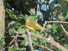 Motacilla flava beema