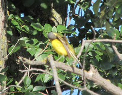 Motacilla flava beema