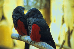 Pesquet's Parrot photo 3