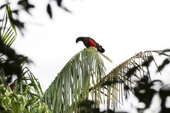 Pesquet's Parrot photo 5
