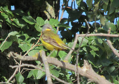 Motacilla flava beema