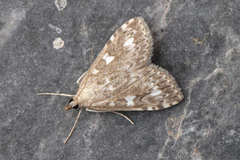 Udea olivalis