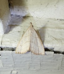 Macrochilo litophora