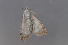 Udea olivalis