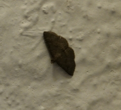 Lepidoptera