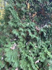 Thuja occidentalis