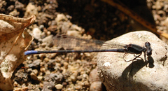 Argia immunda