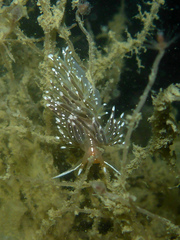 Sakuraeolis enosimensis