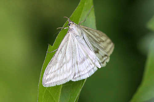 Loxostege virescalis