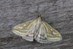 Loxostege virescalis